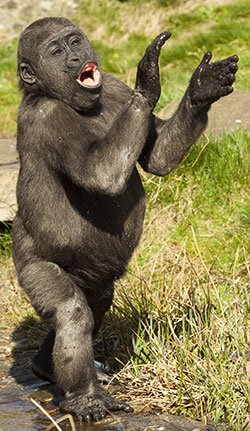 Clapping Gorilla